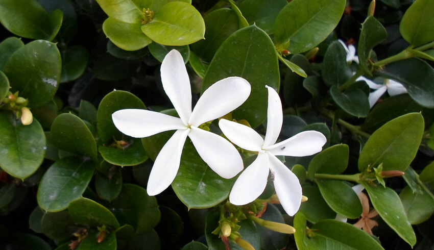 Closeup of white monoi flowers